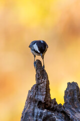Beautiful bird. Nature background. Coal Tit. Periparus ater. 