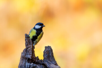 Beautiful bird. Nature background. Great Tit. 