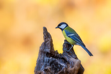 Beautiful bird. Nature background. Great Tit. 