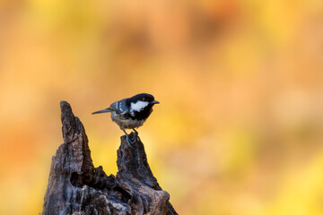 Beautiful bird. Nature background. Coal Tit. Periparus ater. 
