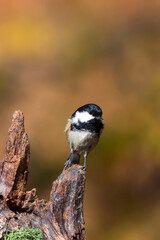 Beautiful bird. Nature background. Coal Tit. Periparus ater. 