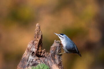 Beautiful bird. Nature background. Krüper's nuthatch. Sitta krueperi. 