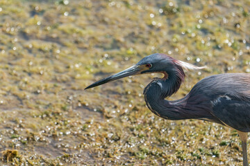 The tricolored heron (Egretta tricolor)