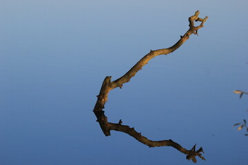 branch reflection