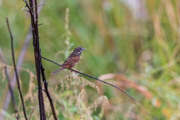 Chestnut-eared bunting (Emberiza fucata) at Walong, Arunachal Pradesh, India