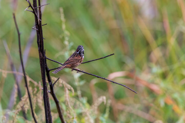 Chestnut-eared bunting (Emberiza fucata) at Walong, Arunachal Pradesh, India