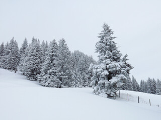 Obraz premium Firs in a winter dress.