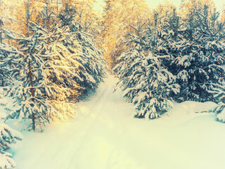 A narrow path in a winter forest on a sunny day. The trees are covered with snow. Winter nature