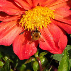 Bombus pascuorum - Bourdon des champs ou bourdon des bocages butinant le pollen d'une fleur de...