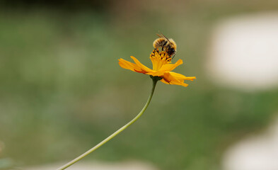 Bombus pascuorum - Bourdon des champs ou bourdon des bocages attiré par le nectar et le pollen...