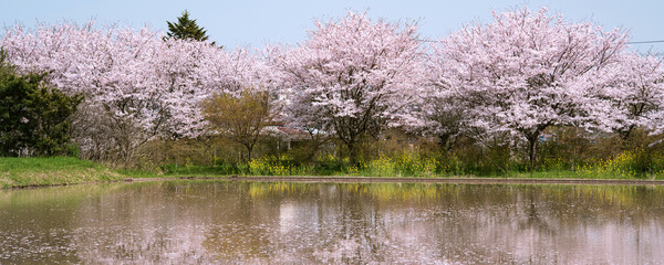Cherry blossom trees and paddy field before rice planting in...