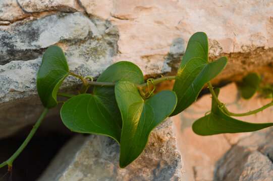 Heart-shaped leaves, common smilax (lat. Smilax aspera) growing inside the sharp rocks, Mediterranean plant, symbol of love