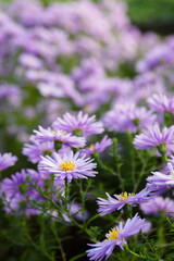 Purple daisy flowers in detail.