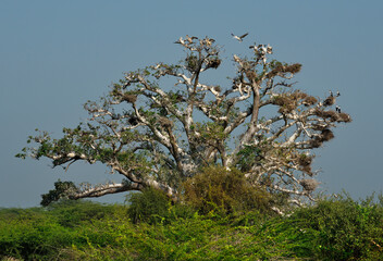 West Africa. Senegal. A huge century-old baobab, on which pelicans and white-breasted cormorants...