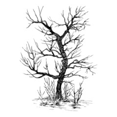Vector illustration, tree isolated on white background.