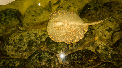 a Manta ray from the municipal lak