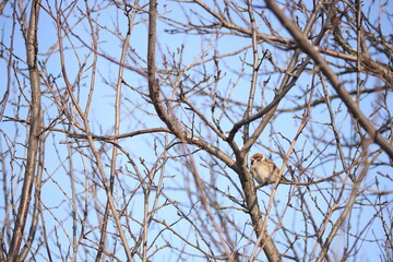 A sparrow with pieces of snow in its beak on plum branches against a blue sky