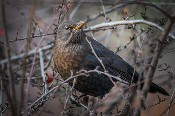 Amsel im Baum