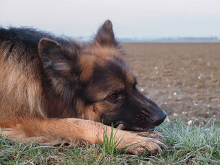 Schäferhund Porträt, Hund kaut am Stock