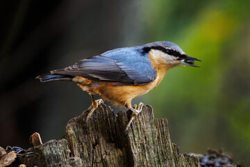 Nuthatch holding a sunflower seed in its beak.
