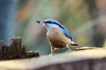 Nuthatch holding a sunflower seed in its beak.