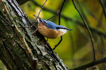 Nuthatch on a branch in the forest.