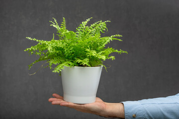 Beautiful indoor plant on a mans palm against gray background. Green Houseplant.