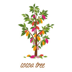 Obraz premium Kakaobaum Einziger Gegenstand auf weißem Hintergrund