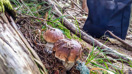 Boletus mushroom growing in the undergrowth. The ground is covered with dried needles of the trees...