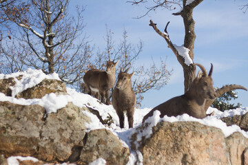 Alpine ibex in the rocks