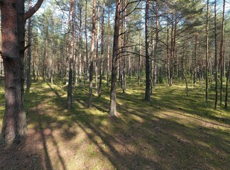 A summer pine forest landscape