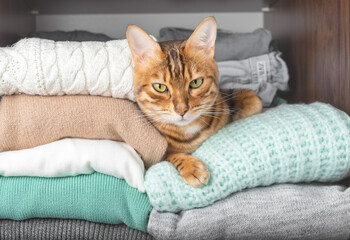 A domestic Bengal cat hid between stacks of woolen knitwear.