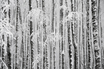 Snowy birches trees in forest, winter monochrome landscape