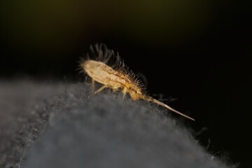 little springtail Orchesella flavescens in detail