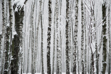 Snowy birches trees in forest, winter monochrome landscape