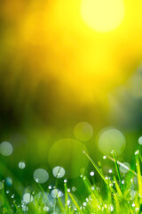 Obraz premium Morning dew on grass