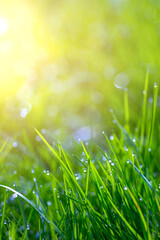 Fototapeta premium green grass with dew drops