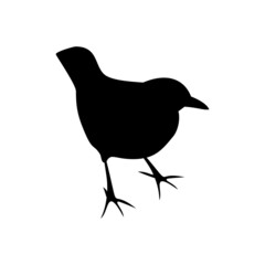Black silhouette of blackbird isolated on white background