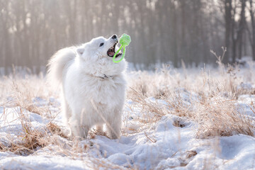 Pies rasy samojed bawi się na śniegu 