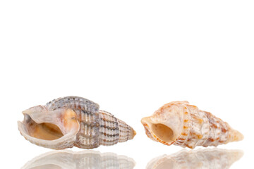 Two sea shells, close-up, isolated on white.