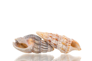 Two sea shells, close-up, isolated on white.