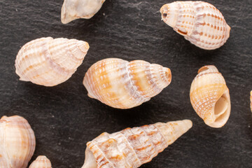 Several sea shells on shale stone, close-up, top view.