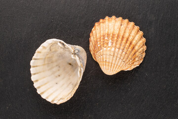 Two sea shells on shale stone, close-up, top view.