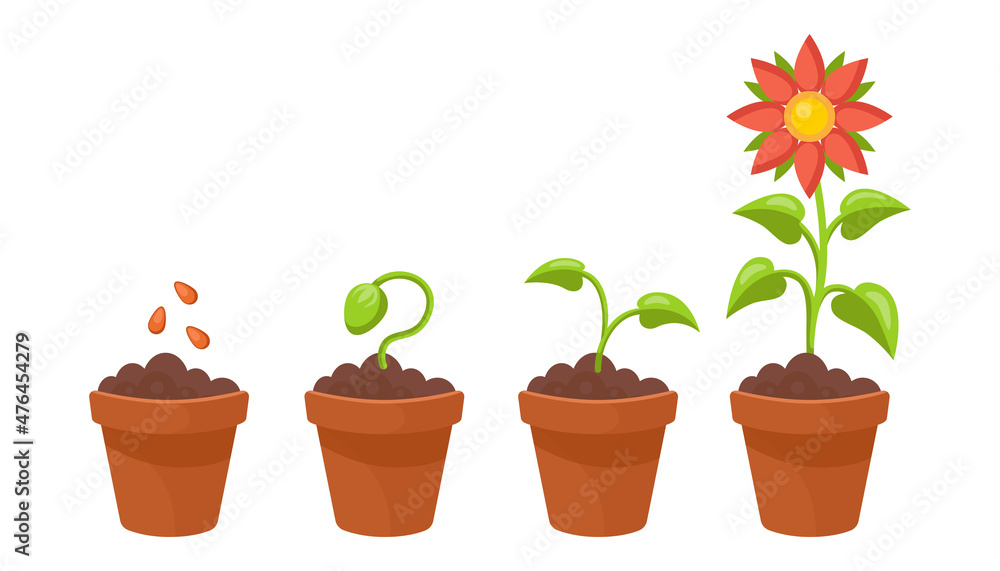 Wall mural flower growth stages set. vector illustrations of sowing plant in soil in spring. cartoon plant life