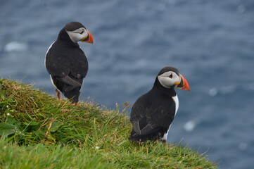 The cute colonies of Atlantic Puffins on Mykines Island in the Faroese mountains