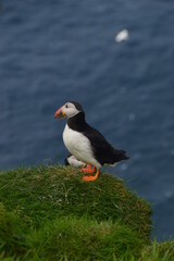 The cute colonies of Atlantic Puffins on Mykines Island in the Faroese mountains