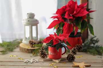 Stelle di Natale di colore rosso su un tavolo di legno davanti ad una finestra come decorazione per...