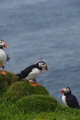 Naklejka na ściany i meble The large colonies of cute Atlantic Puffin birds on Mykines islands on the Faroe Islands