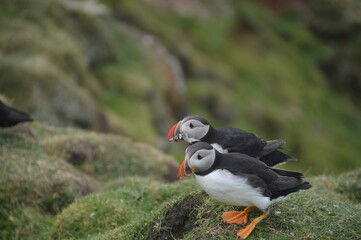 Fototapeta premium The large colonies of cute Atlantic Puffin birds on Mykines islands on the Faroe Islands