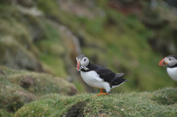 Fototapeta premium The large colonies of cute Atlantic Puffin birds on Mykines islands on the Faroe Islands